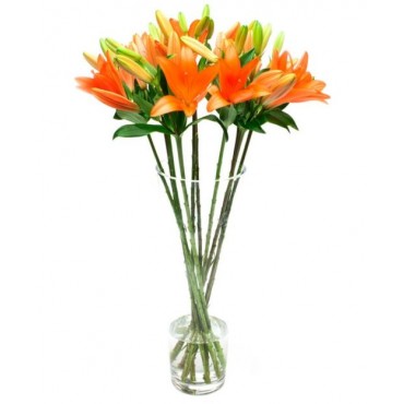 Orange Asiatic Lilies for Home or Office